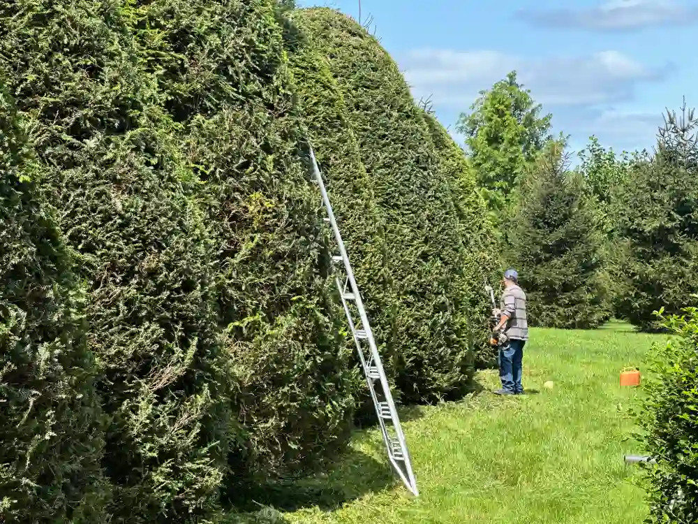 Landscaper in Torrington, CT Landscaper in Torrington, CT